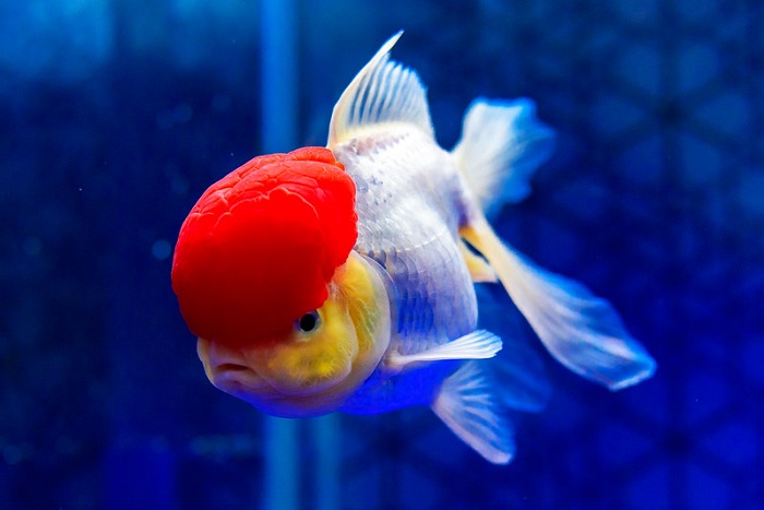 Oranda Goldfish